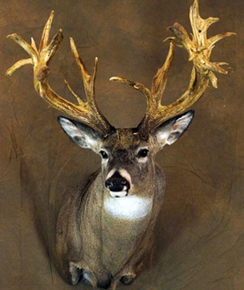 Larger version of the smaller images to the left